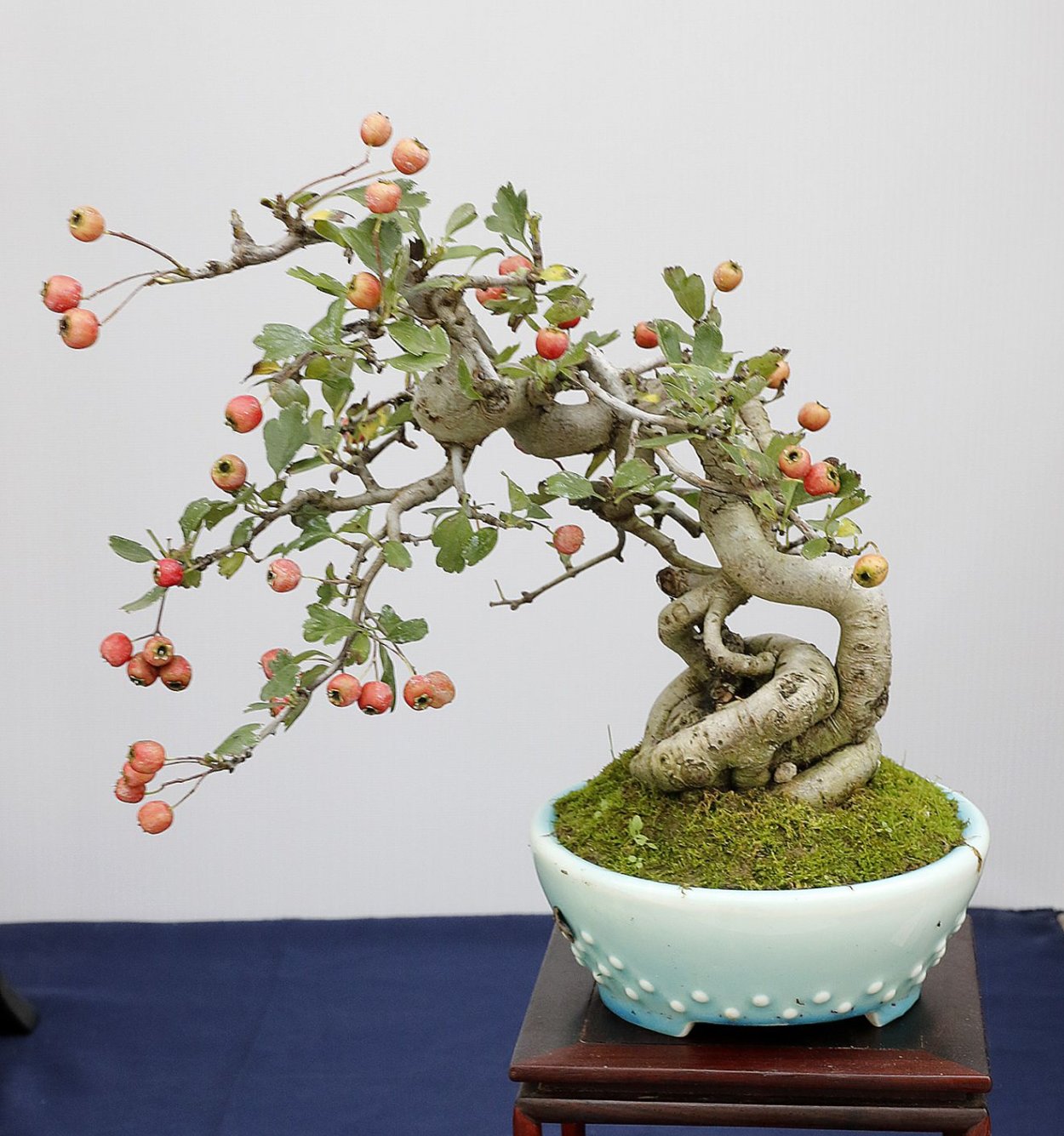 Живой японский бонсай