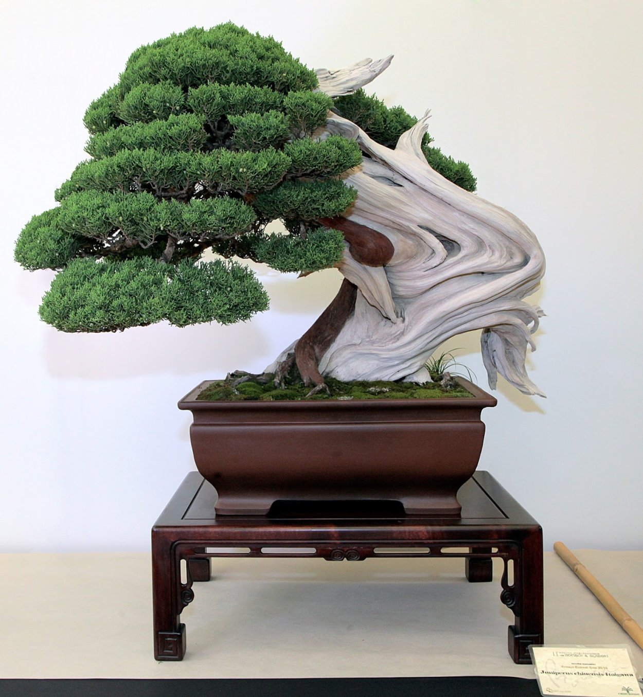 Граб японский бонсай