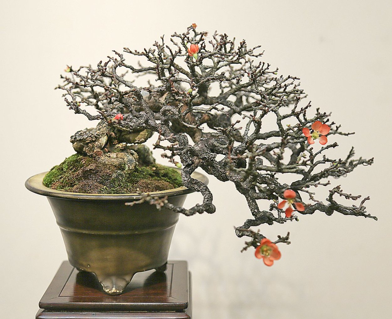 Бонсай Bonsai Side 50/100