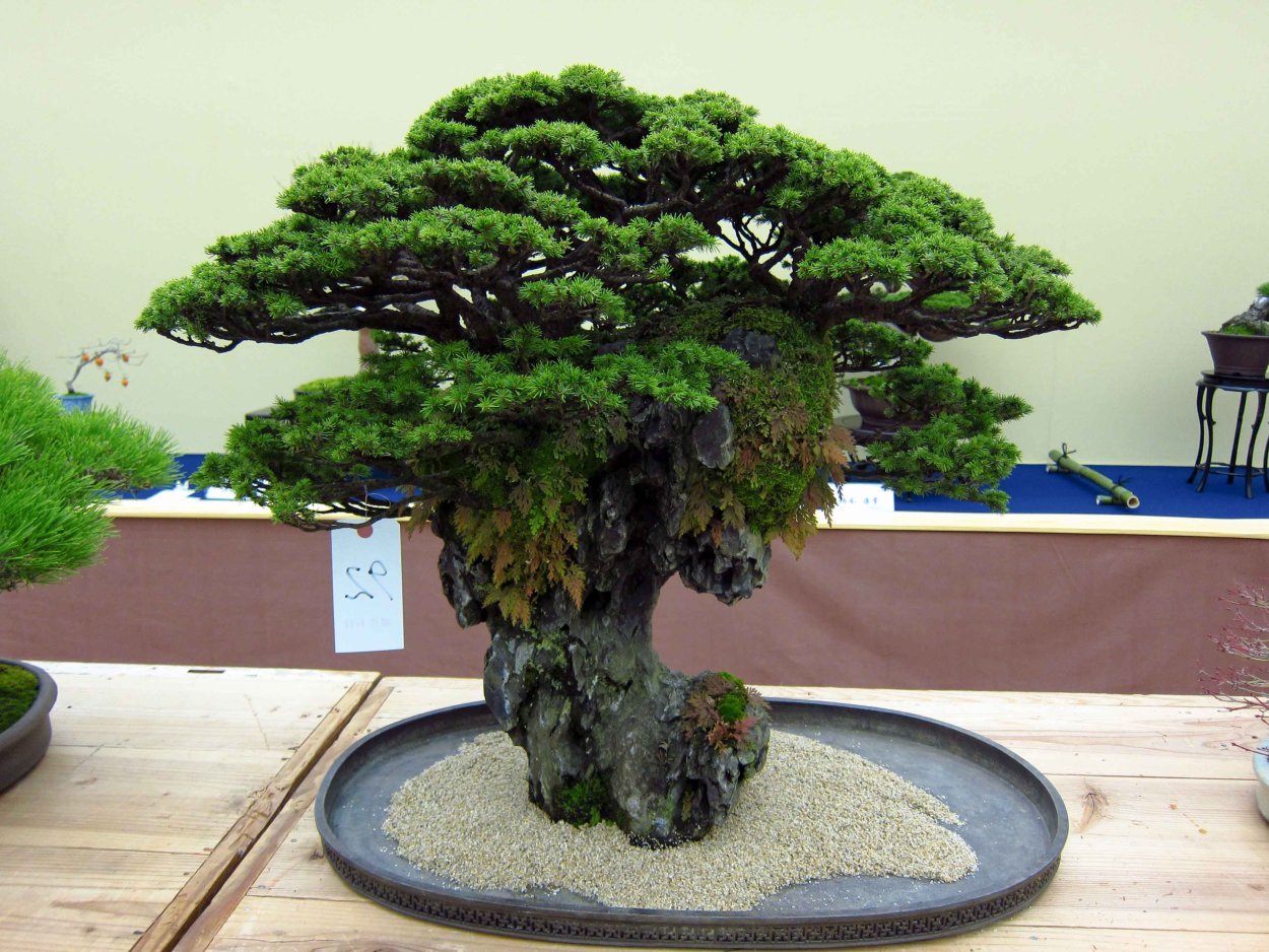 Бонсай Макросъемка