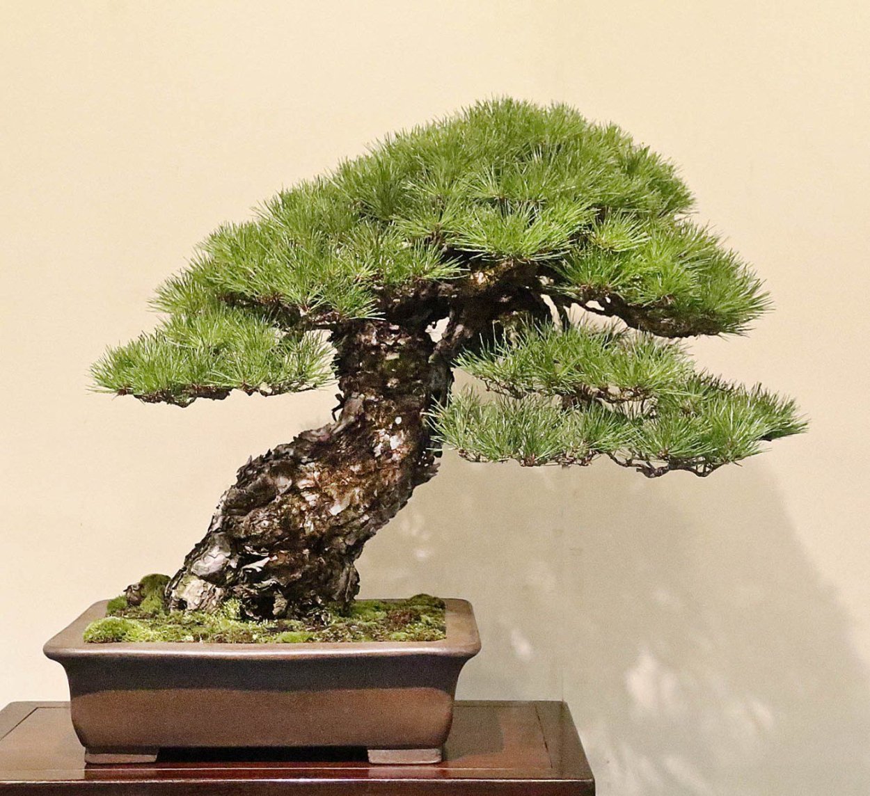 Бонсай Сакура