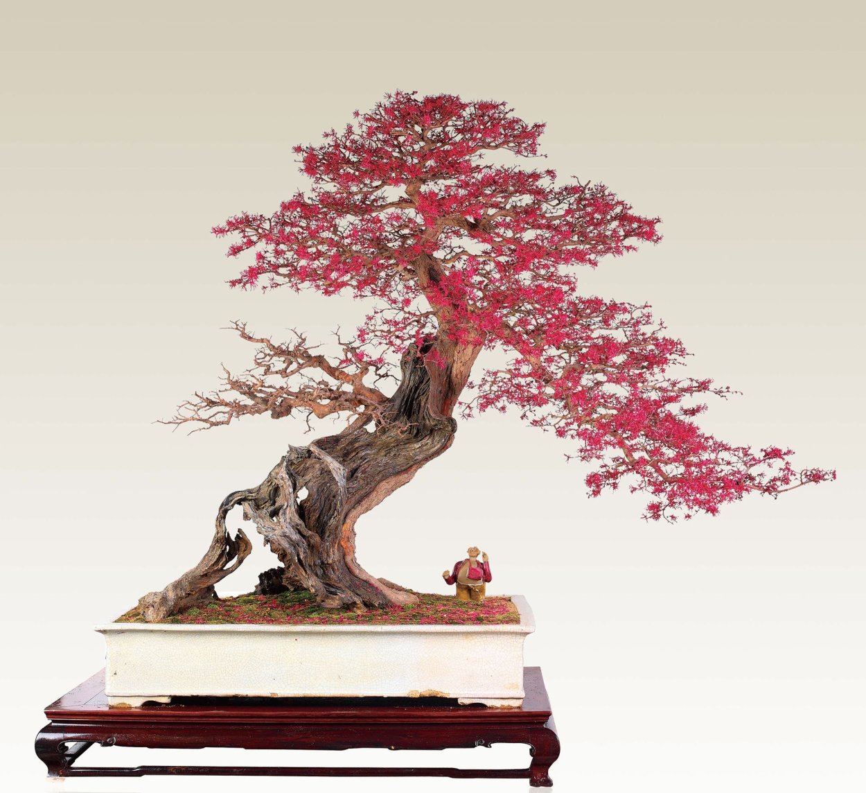 Дерево бонсай арт