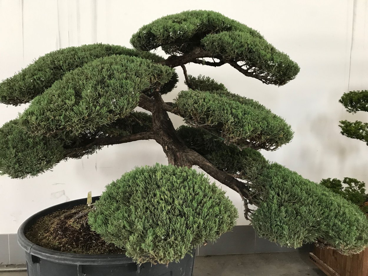 Азалия японская бонсай