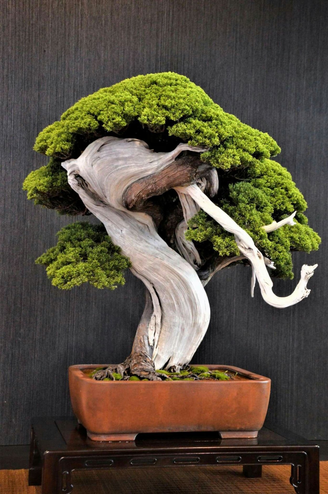 Императорский бонсай