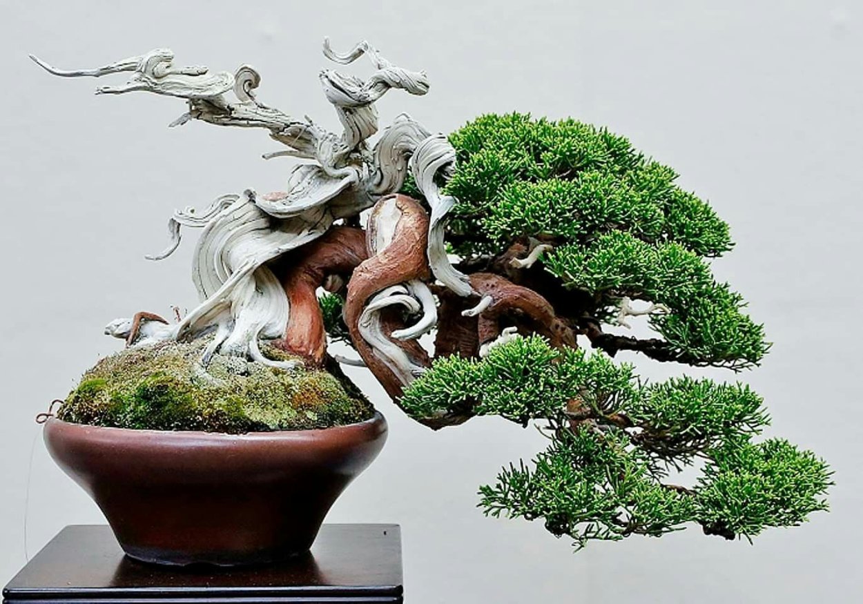 Бонсай Империя