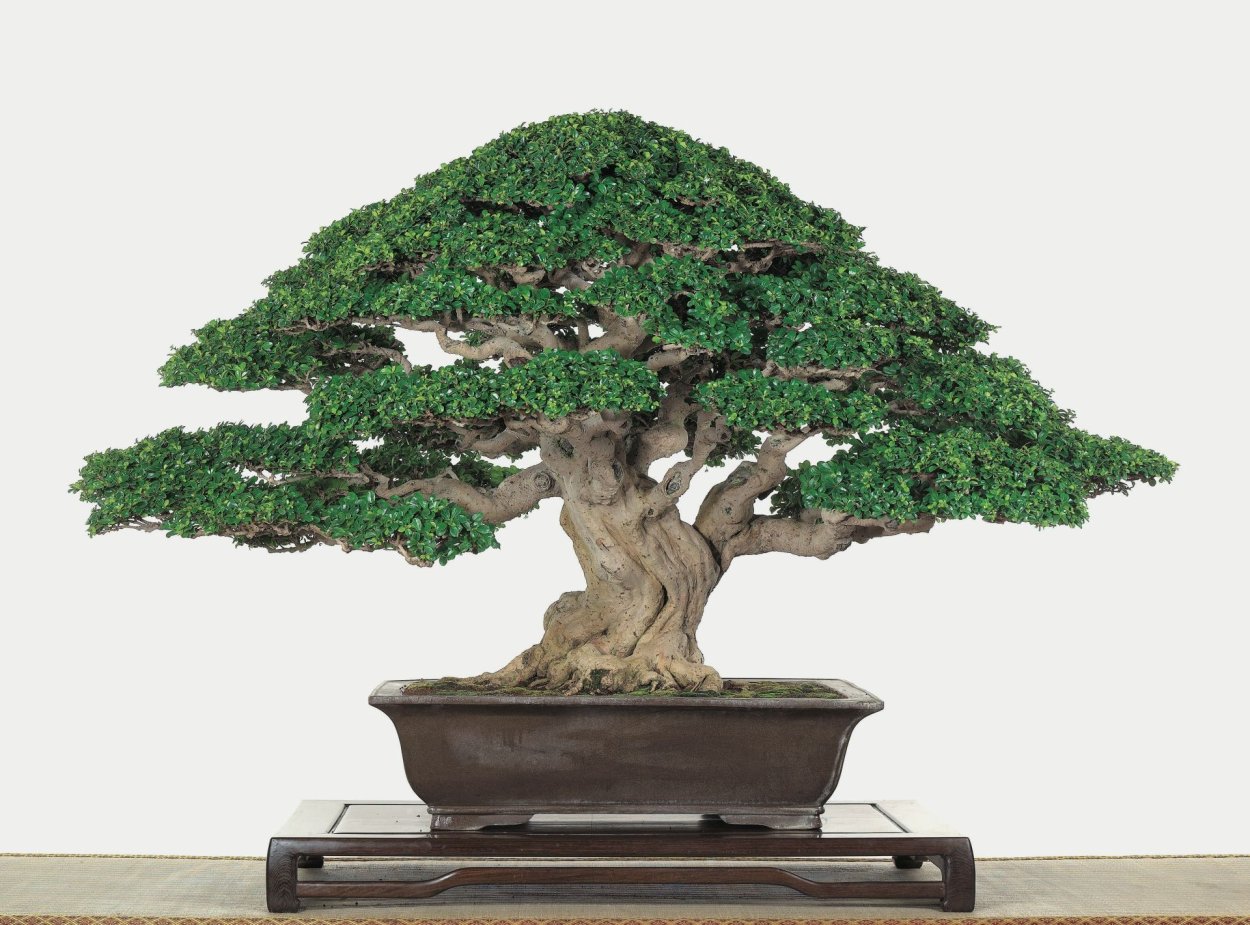 Чокан бонсай