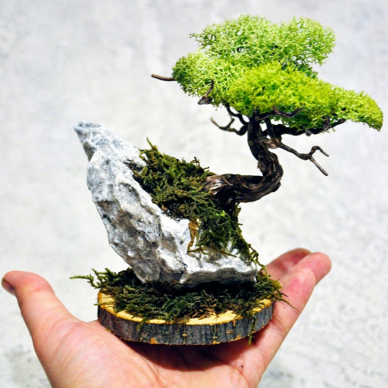 Дерево Pine Bonsai