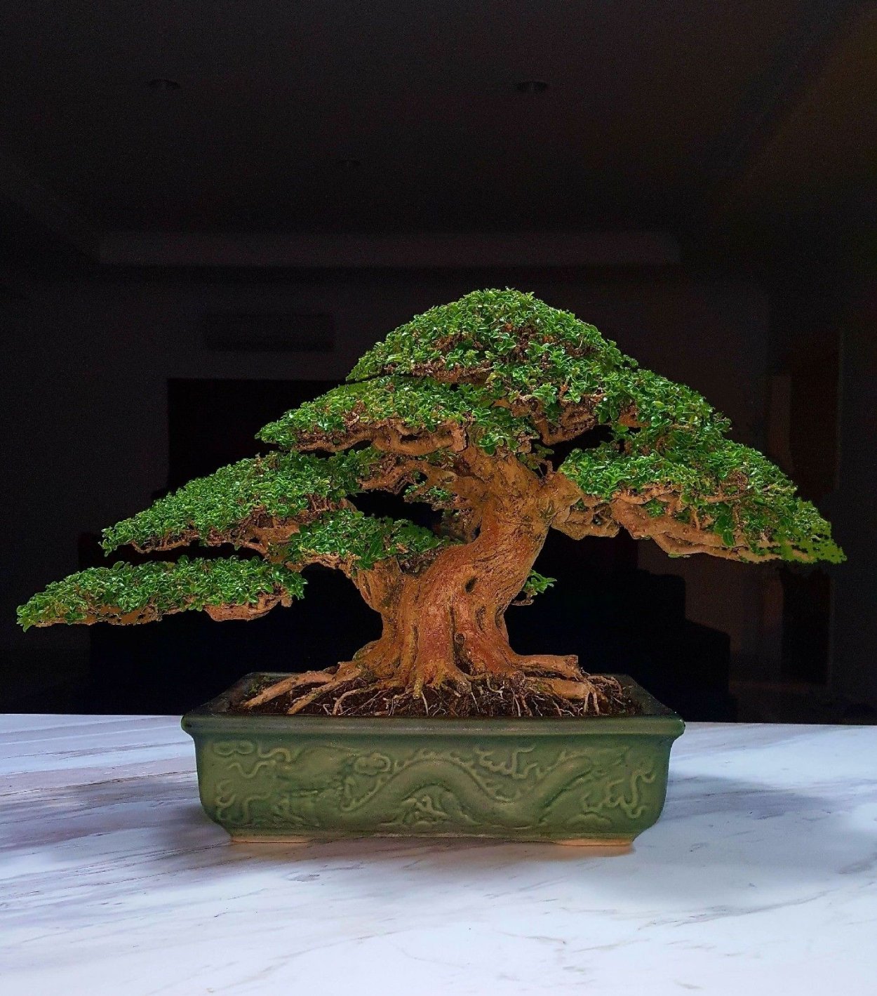 Джунипер бонсай