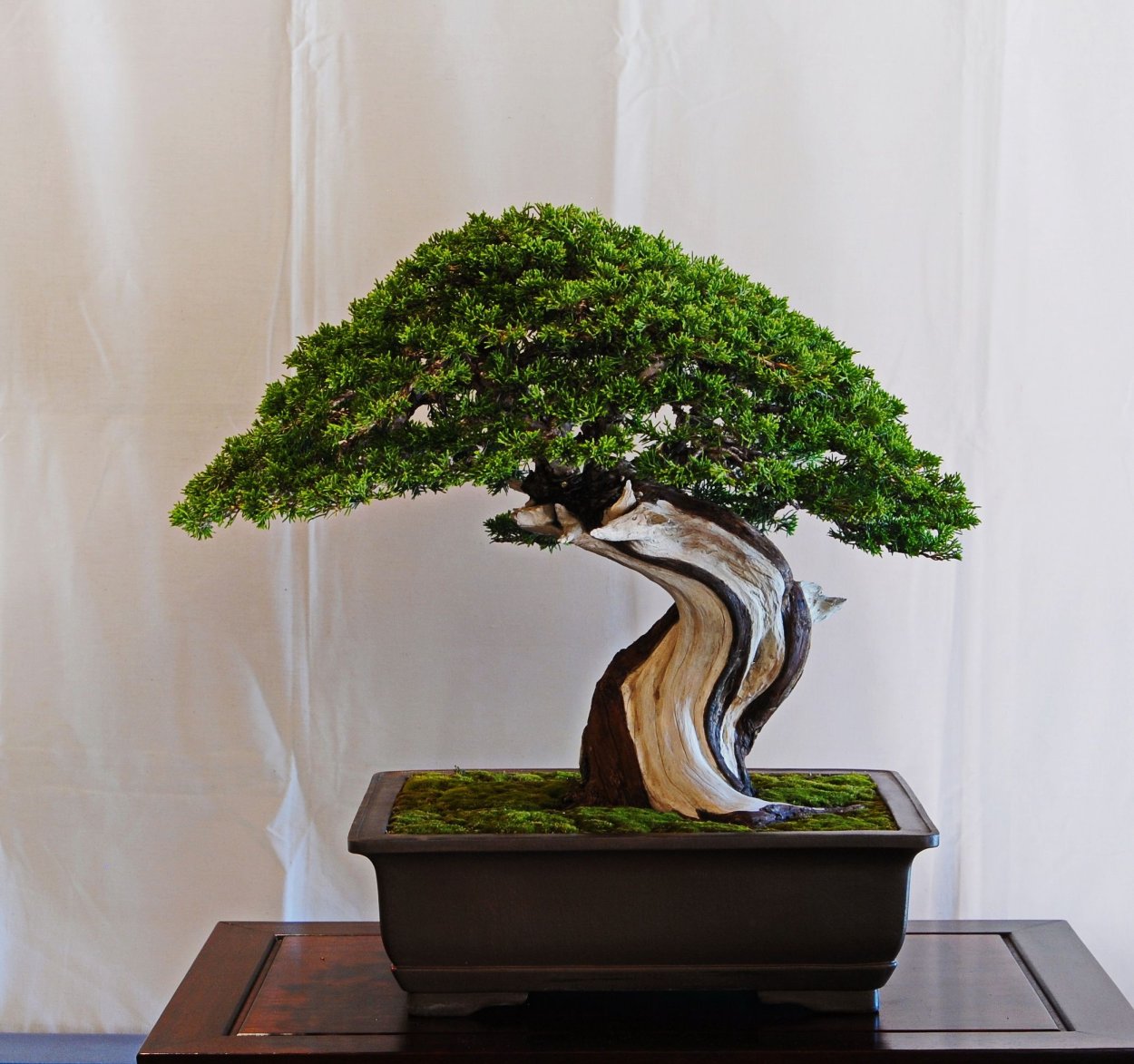 Самый красивый бонсай