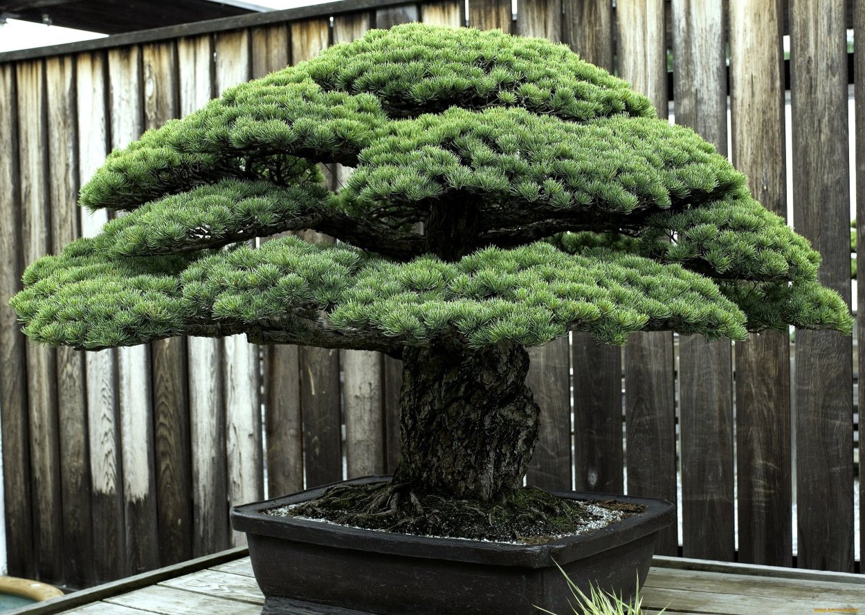 Juniperus chinensis 'Shimpaku'