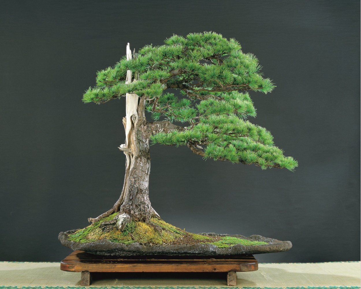 Банзай дерево в природе