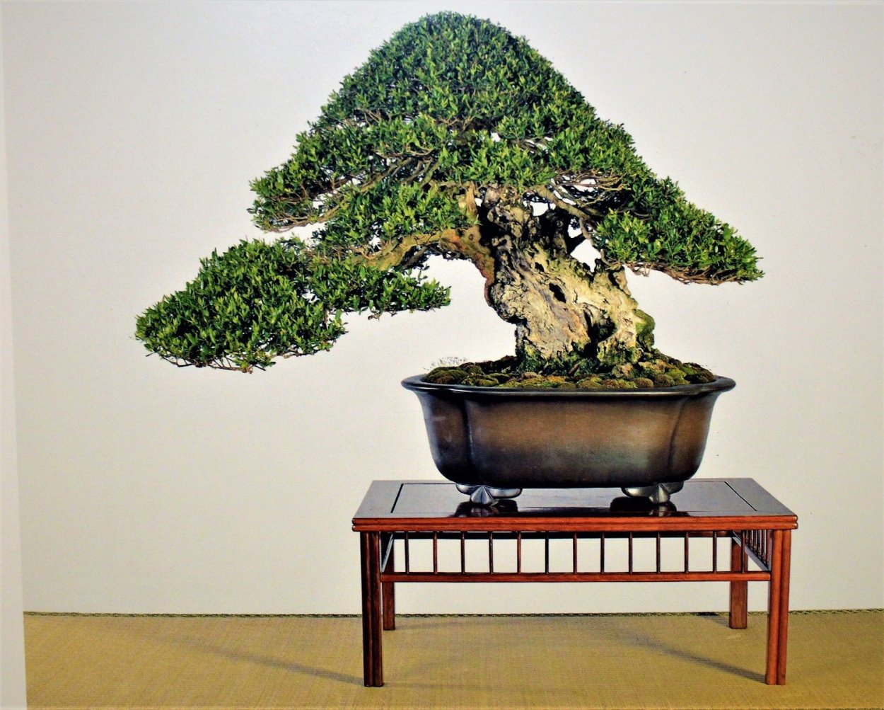 Бонсай в стиле Кенгай