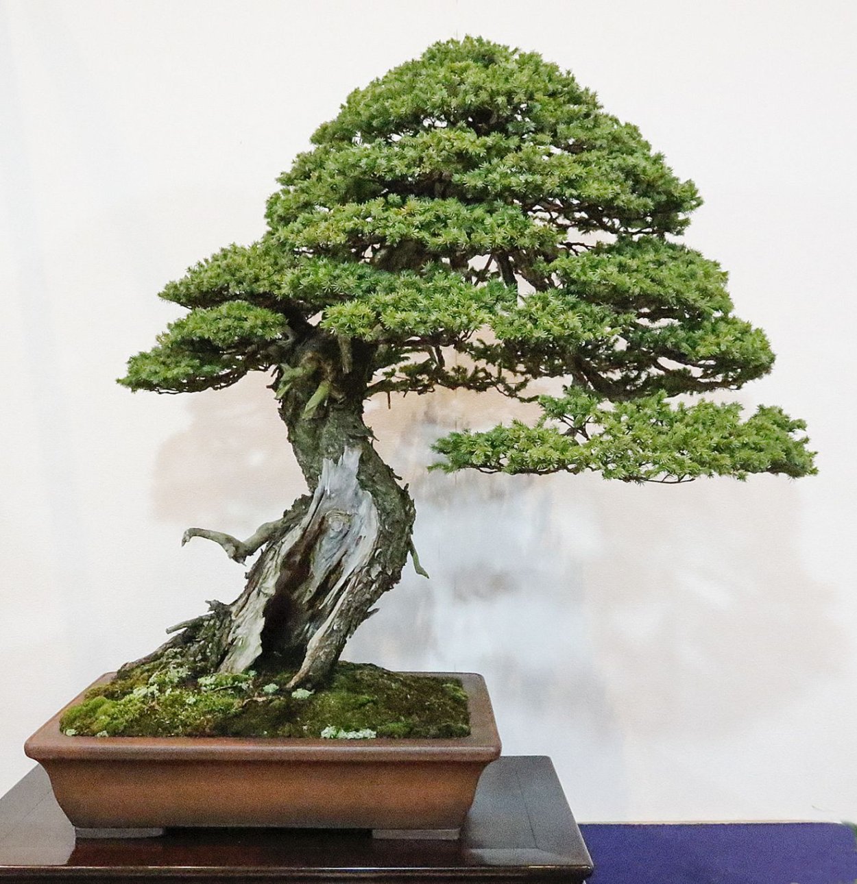 Банзай дерево