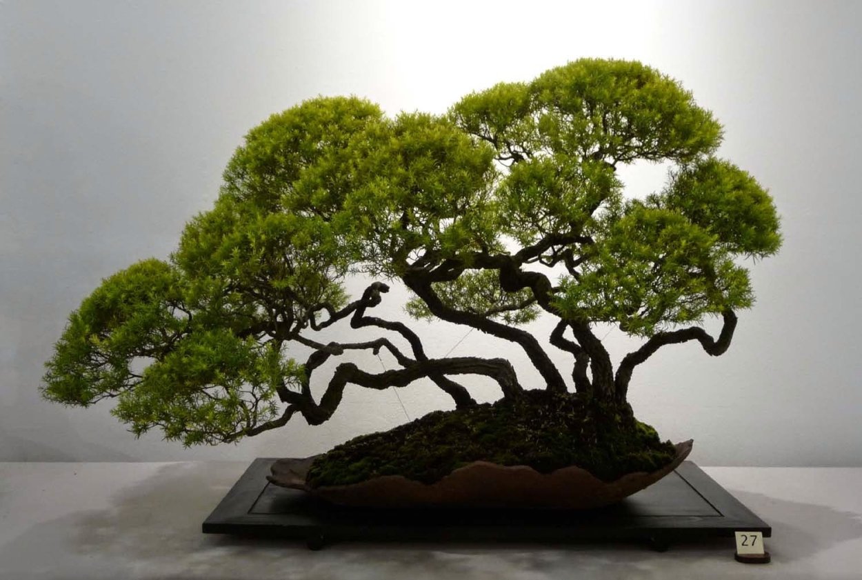 Зеленый бонсай даль