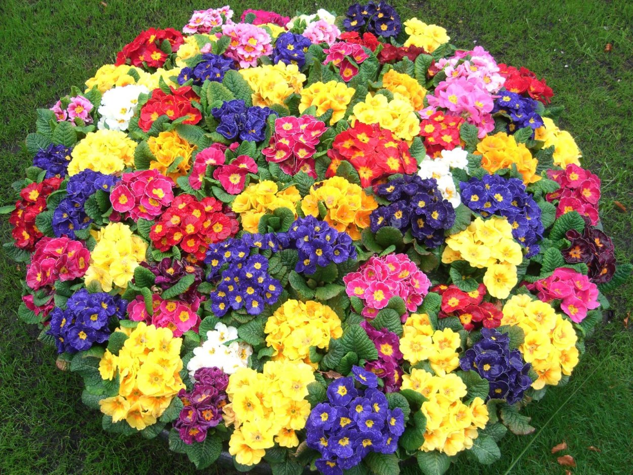 Многолетние цветы низкорослые примула