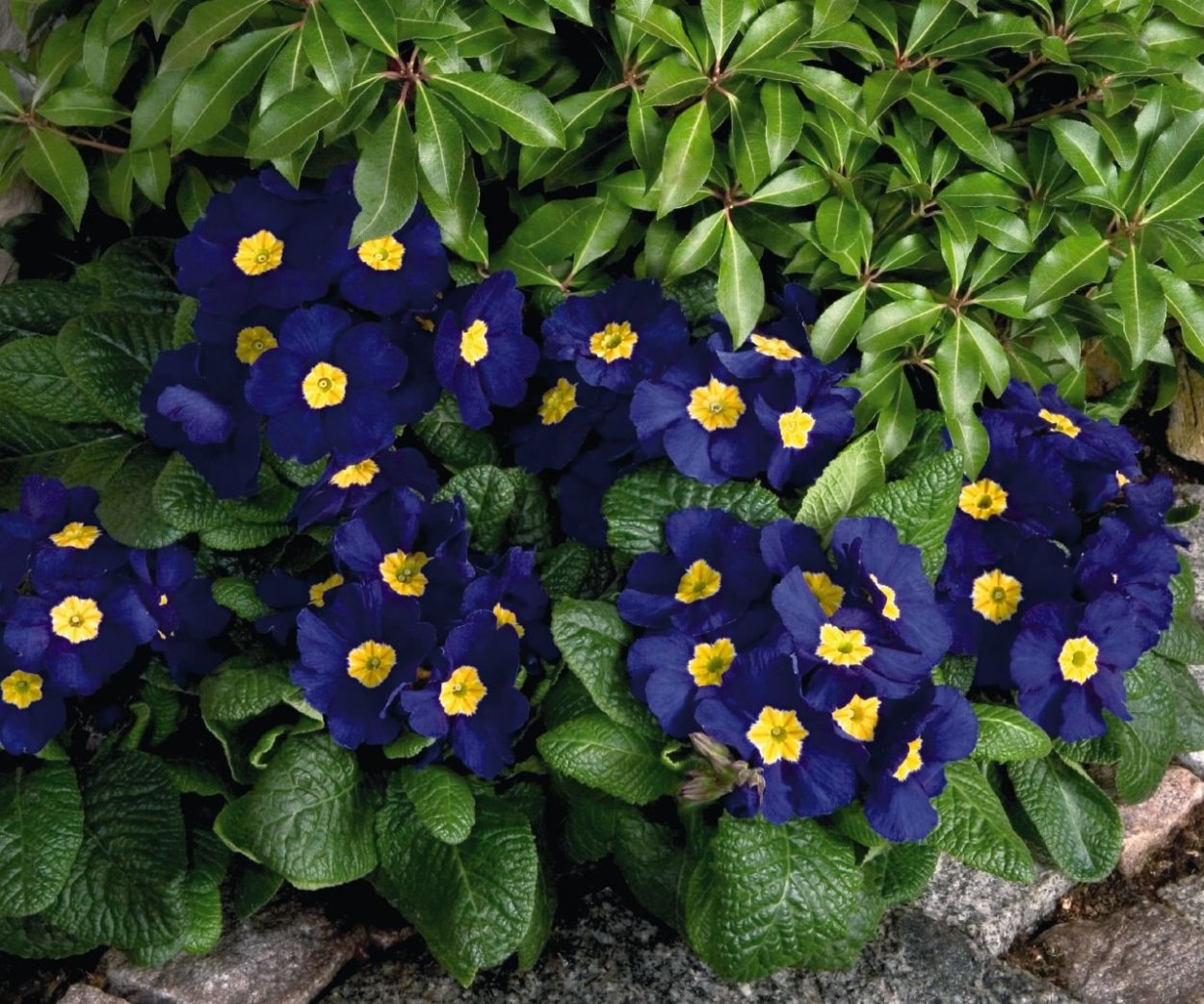 Голубые цветы