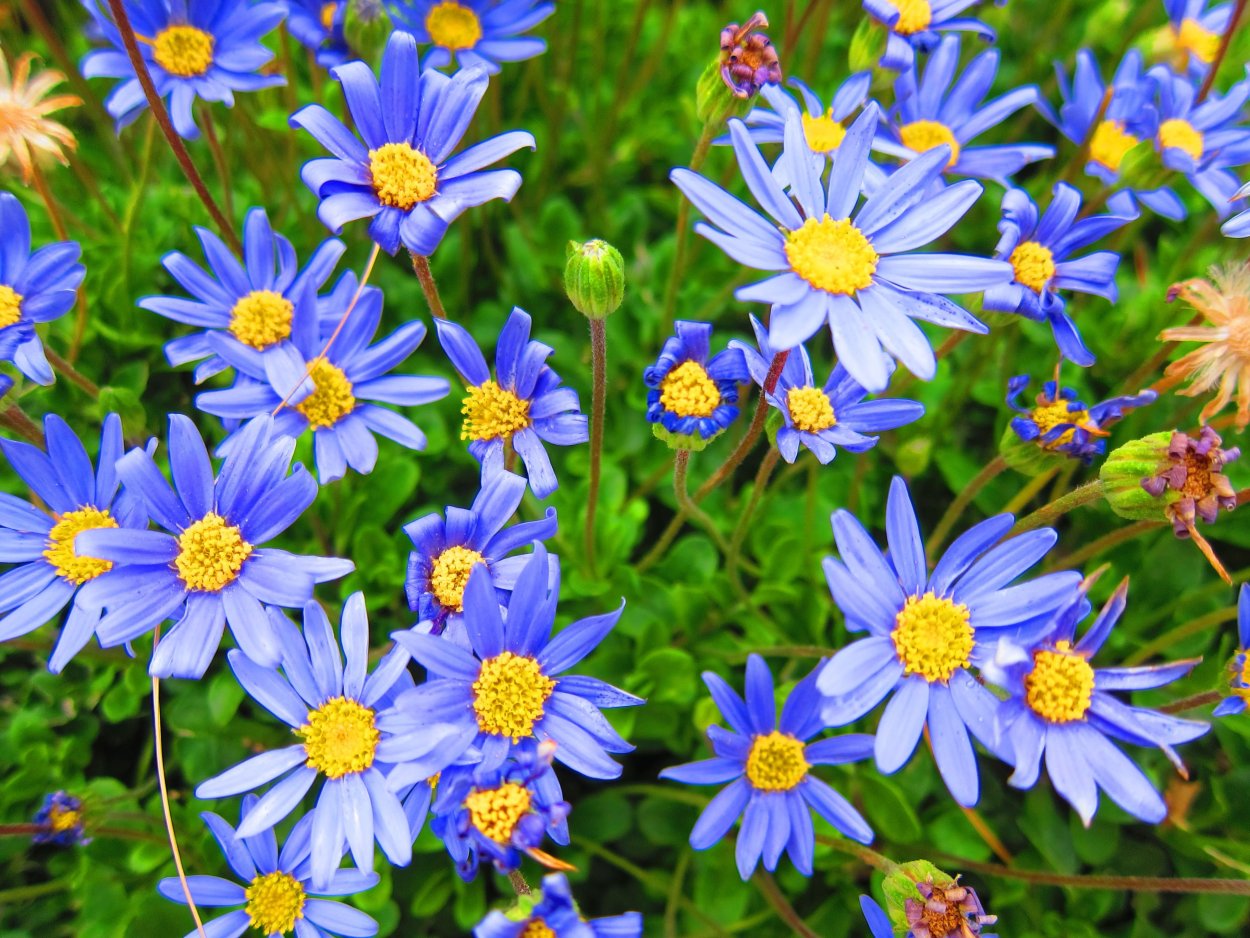 Меконопсис пурпурный