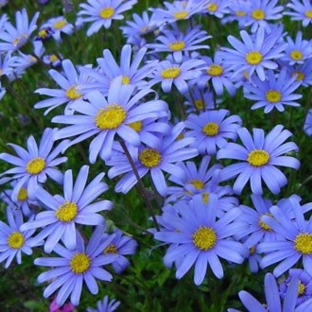 Голубая Ромашка Фелиция