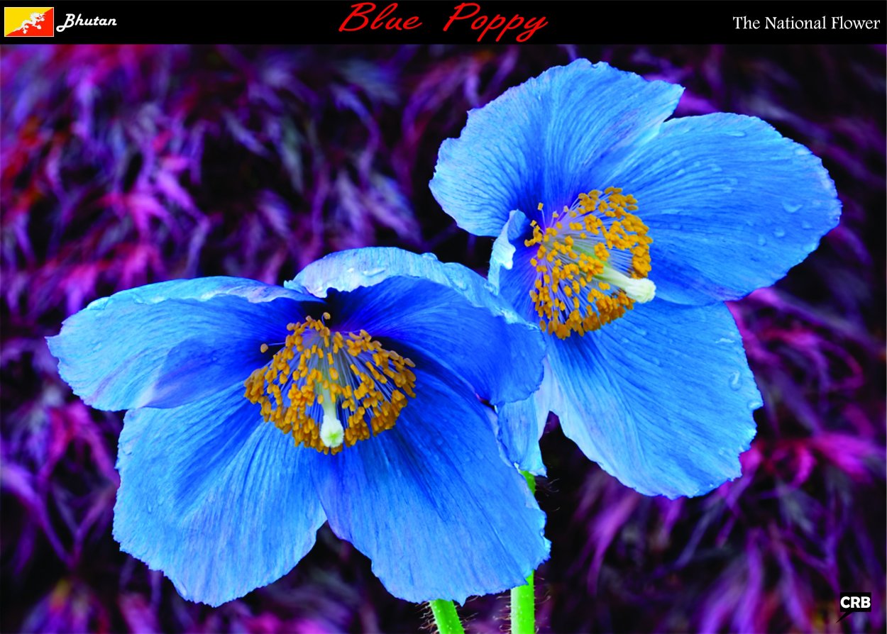 Незабудка Блю Болл