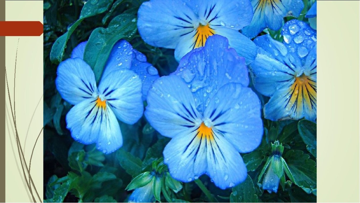 Цветы хризантемы синие