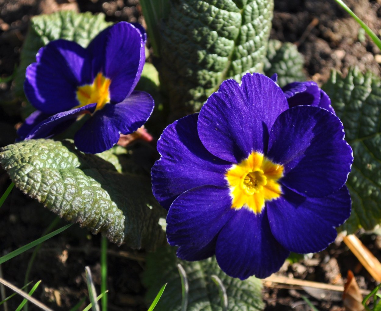 Телевизор Harper 42f660t