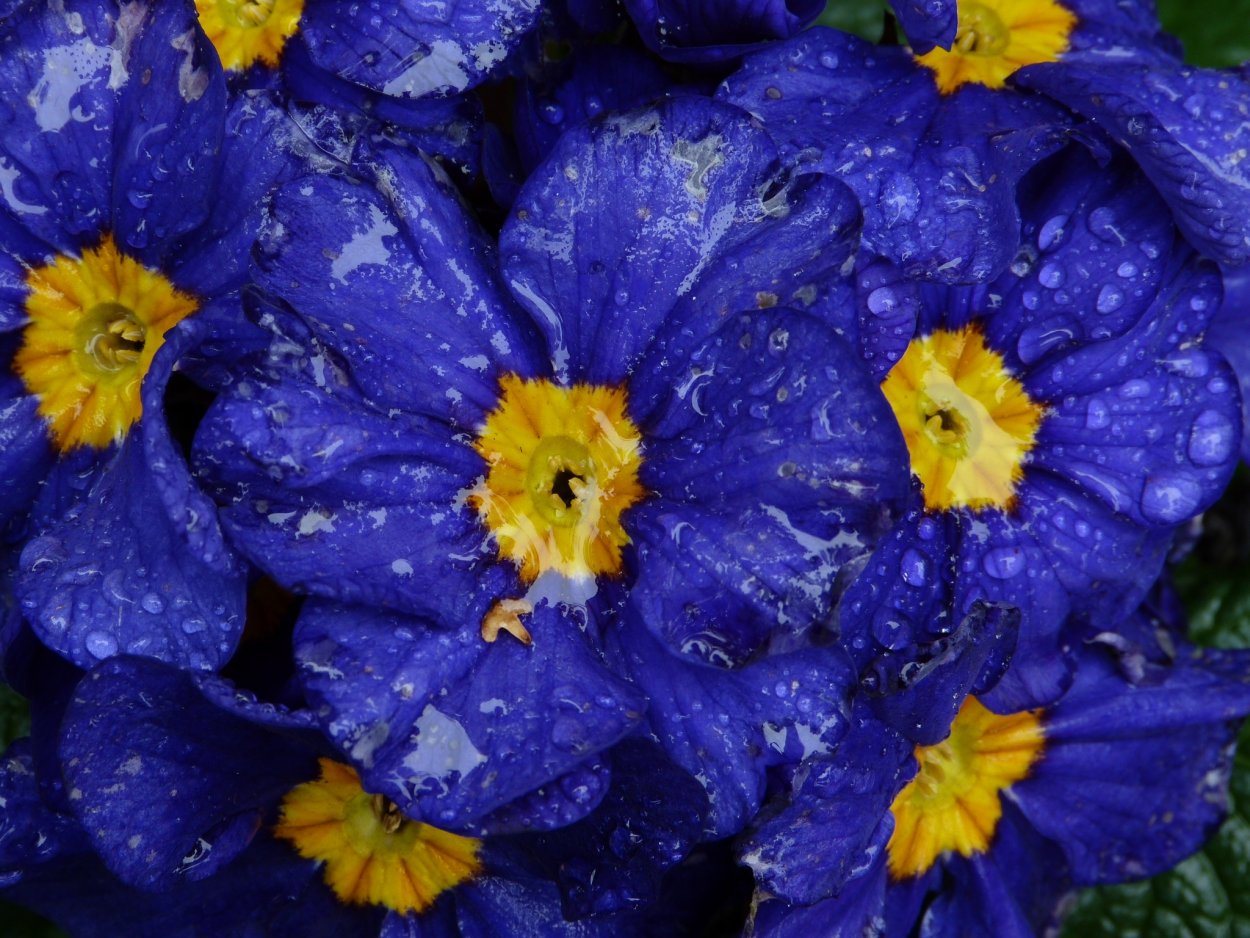 Египетский голубой Лотос