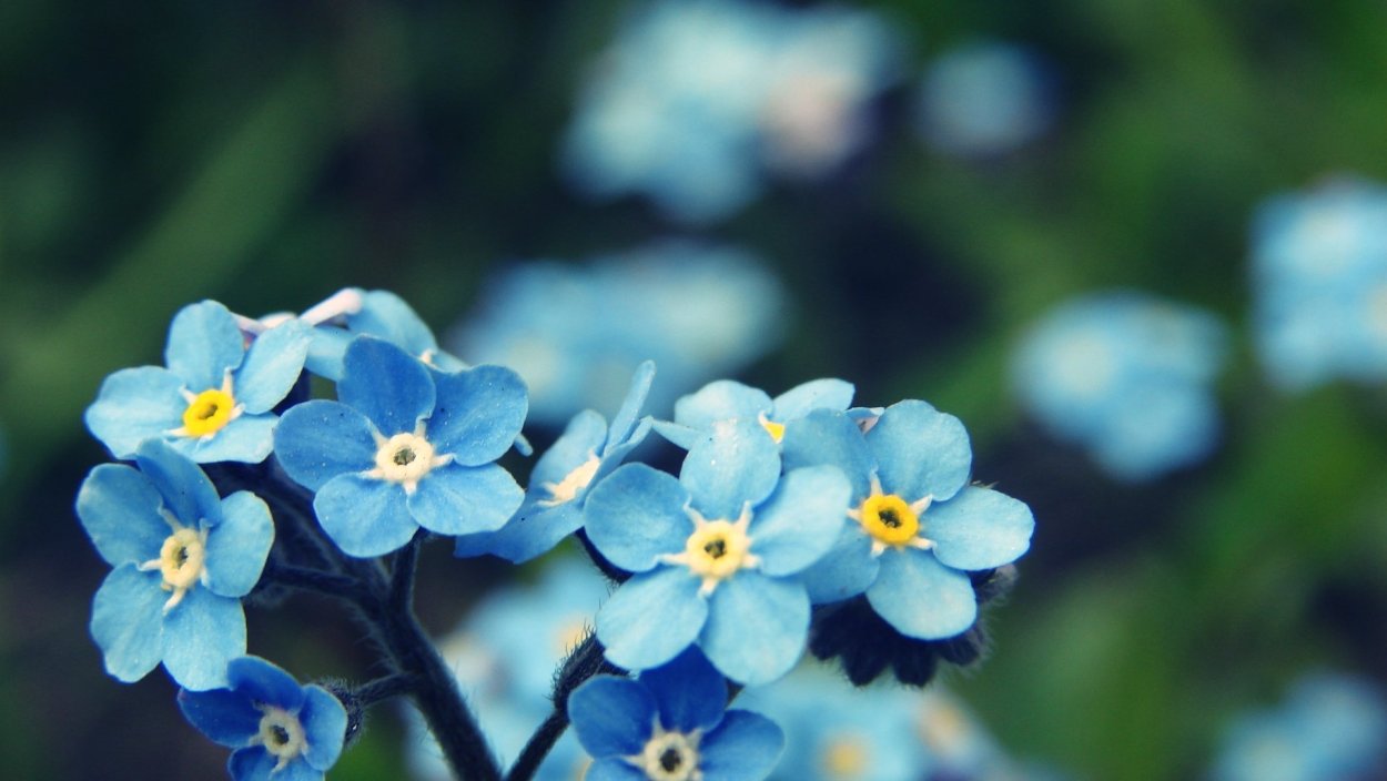 Незабудка Полевая (Myosotis arvensis)