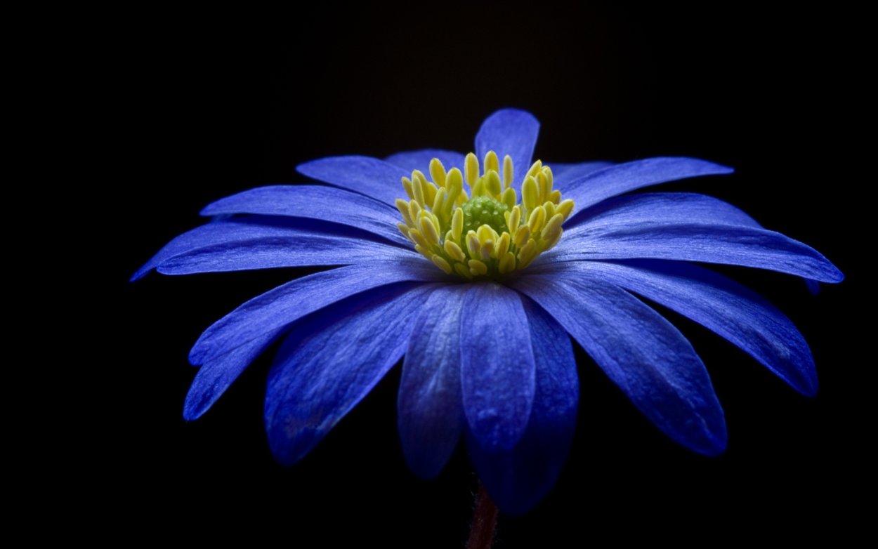 Анютины глазки цветы голубые