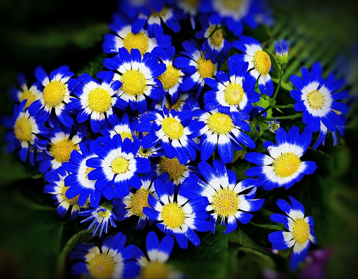 Меконопсис фиолетовый