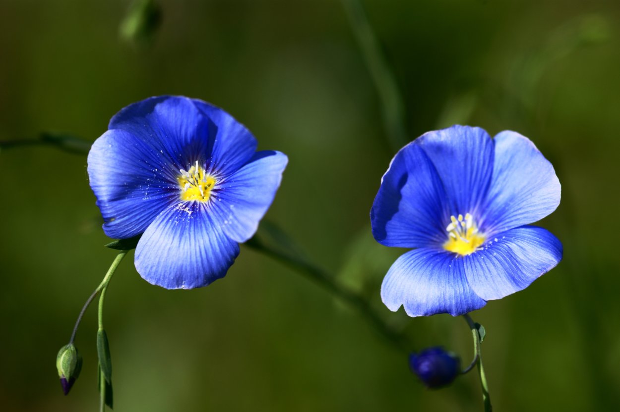 Примула сиреневая многолетняя