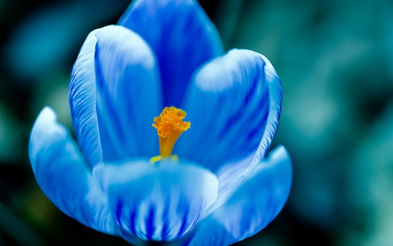 Голубая Астра сентябринка