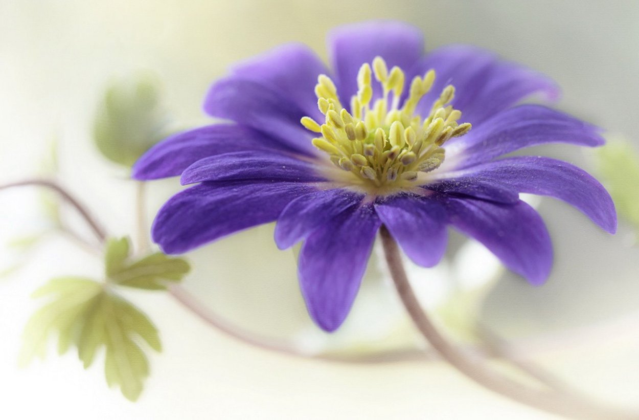 Синий Меконопсис