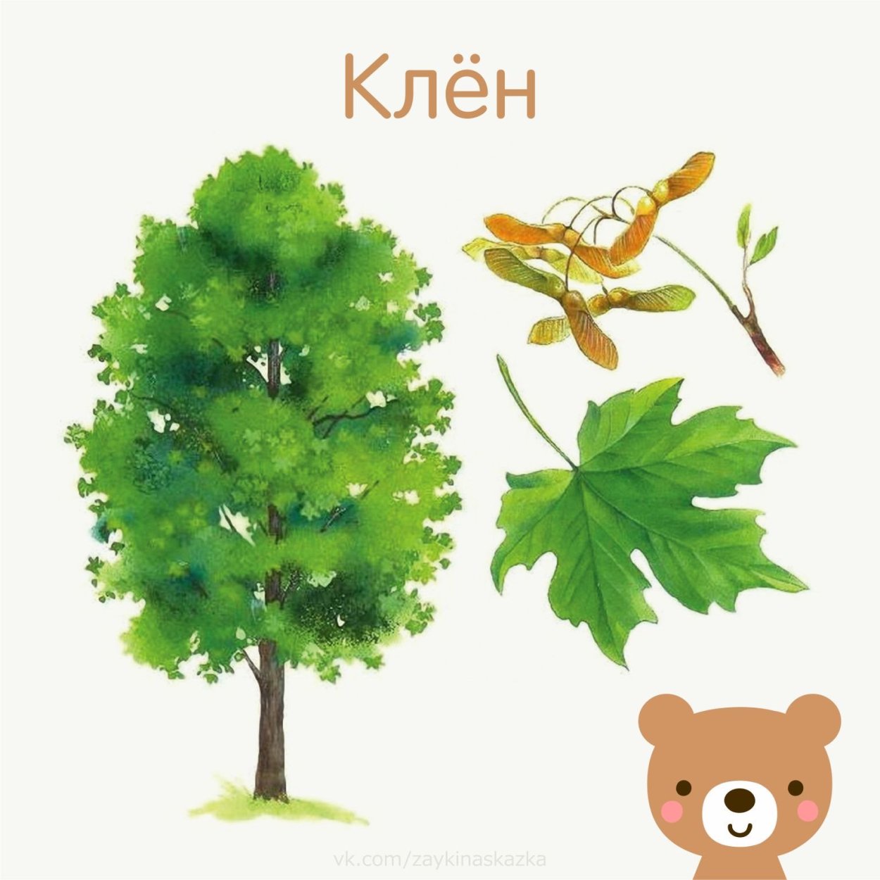 Клен Ложноплатановый