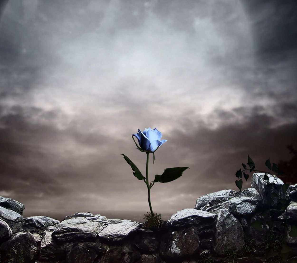 Одинокий цветок