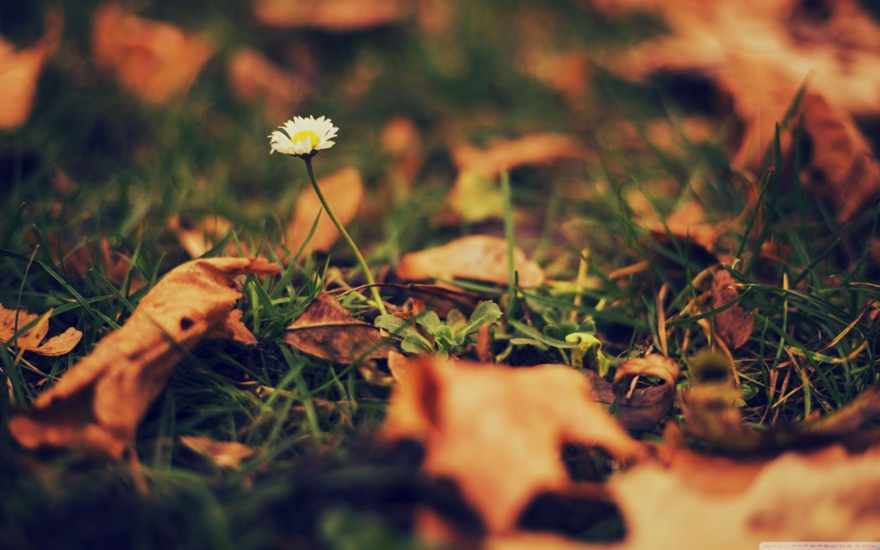 Одинокий цветок осенью
