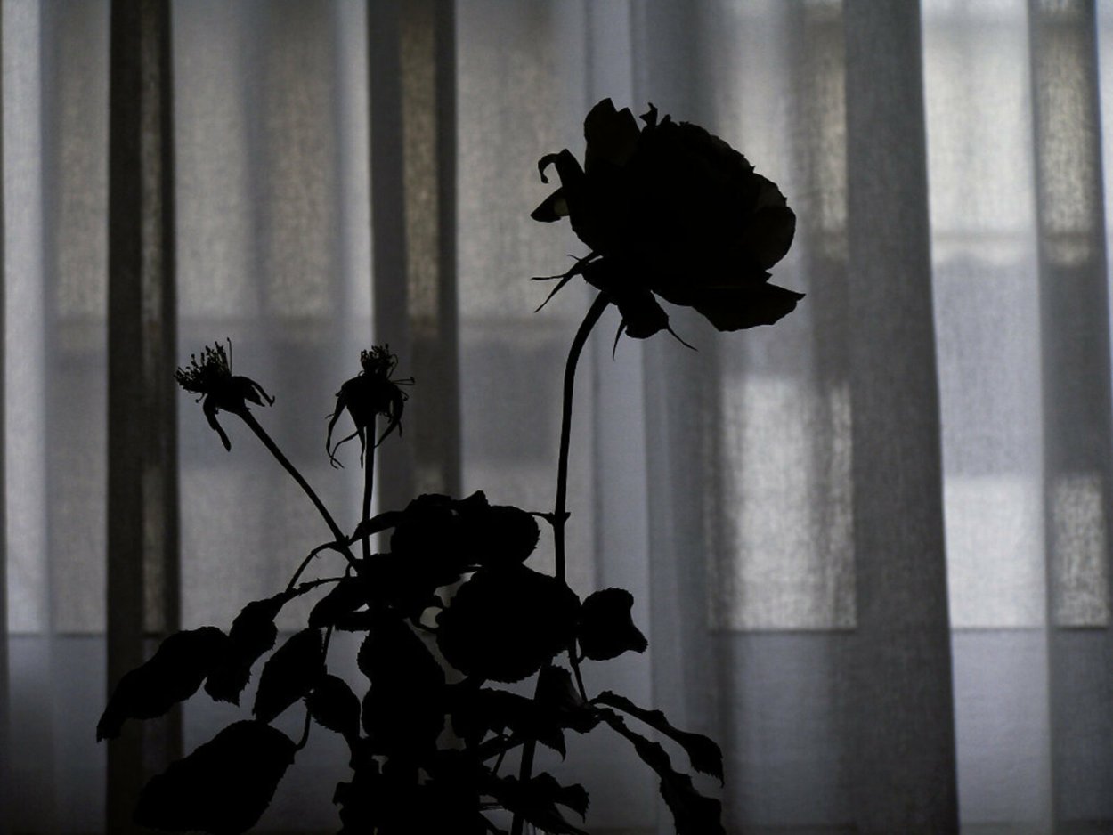 Эстетика грусти