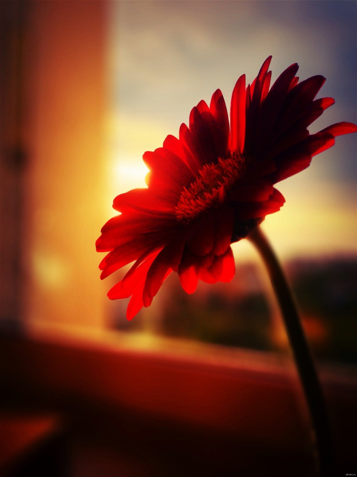 Одинокие цветы