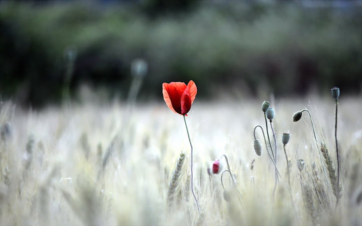 Цветок весенний одинокий