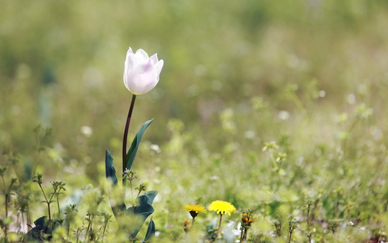 Нежный одинокий цветок