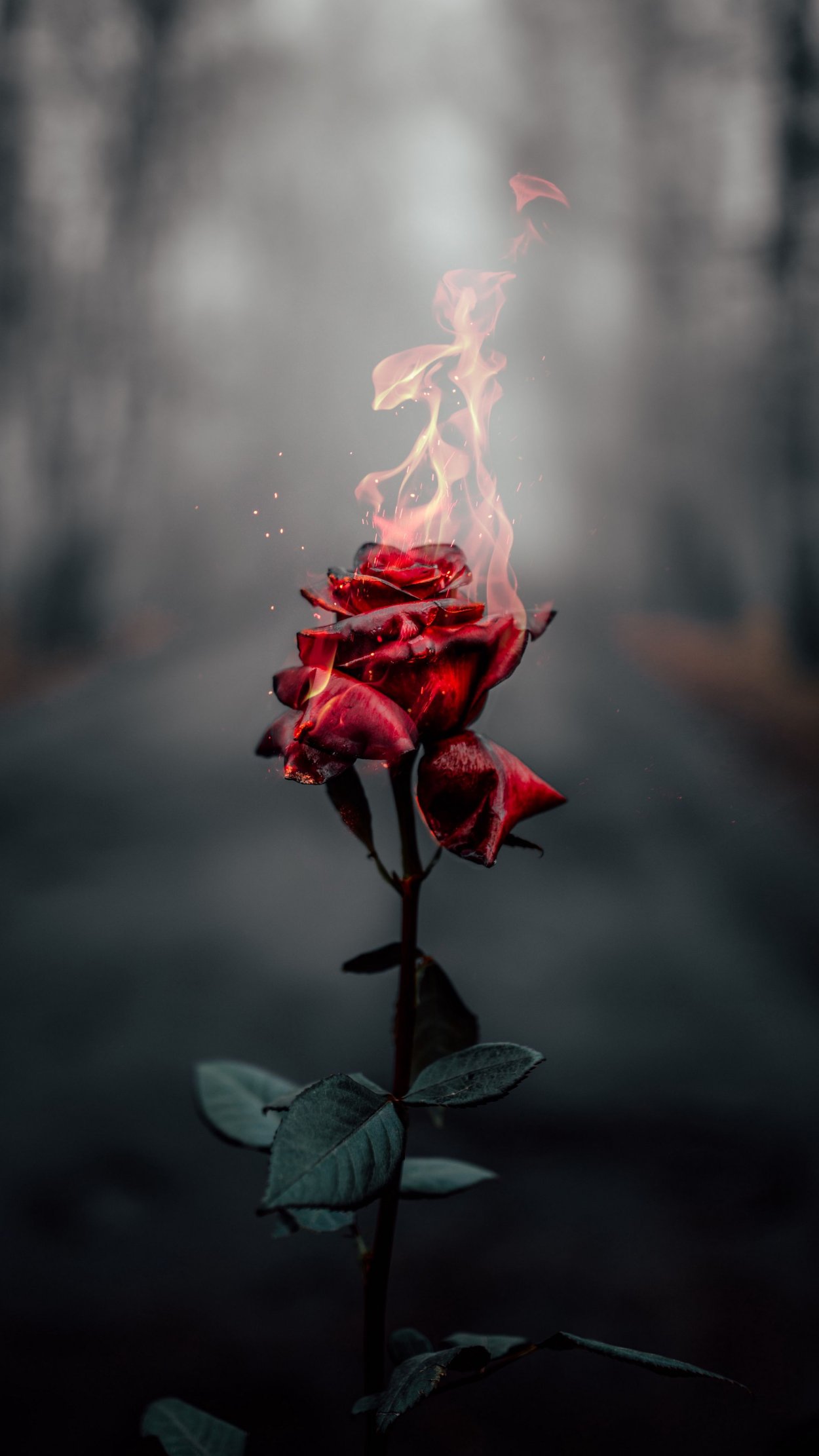 Роза в огне