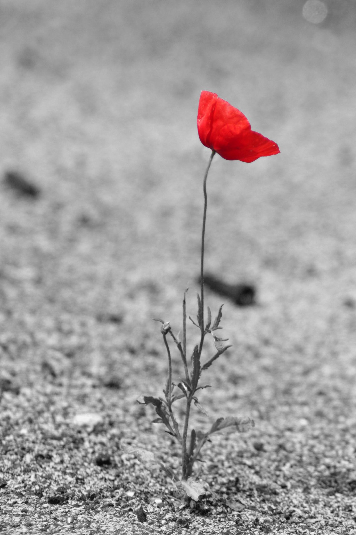 Грустный одинокий цветок