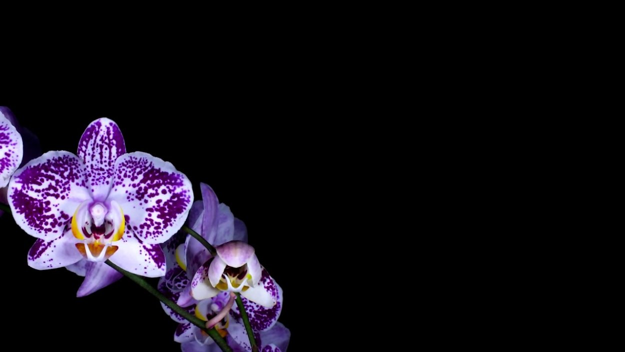 Гиф Орхидея