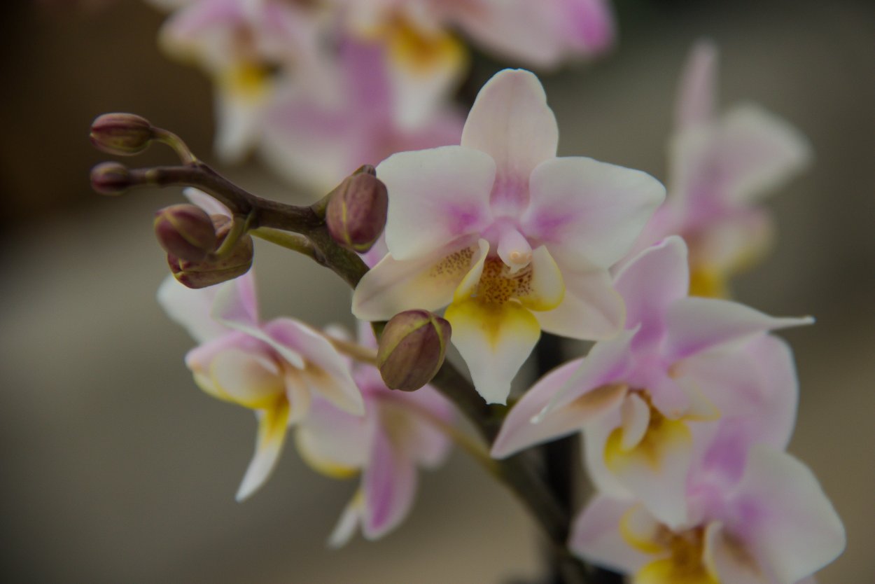 Орхидея Калипсо фаленопсис