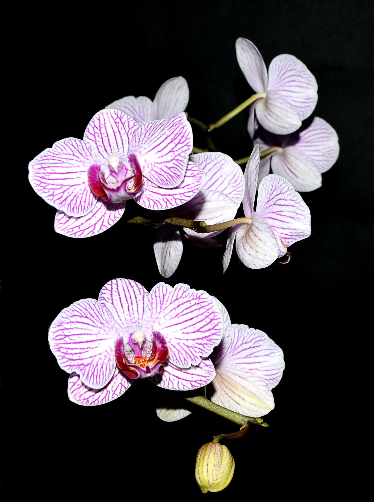 Фаленопсис Орлеан