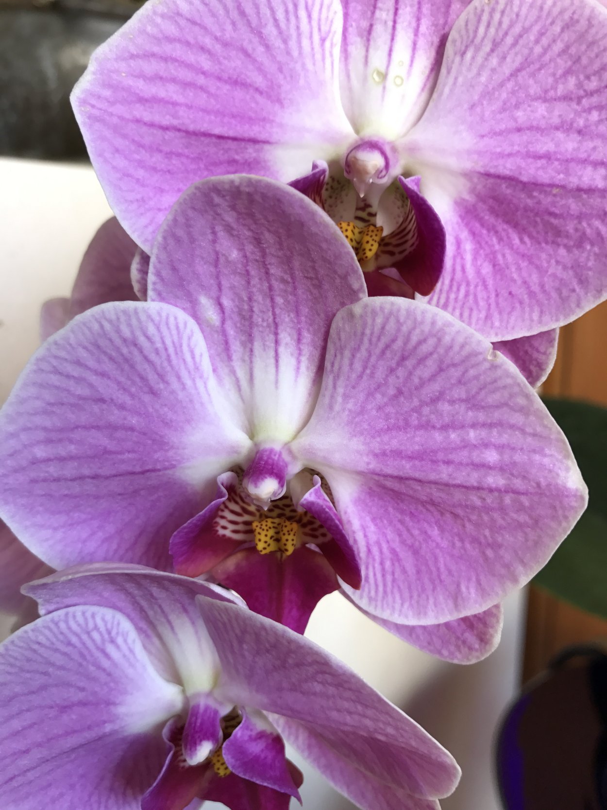 Фаленопсис Пиниф