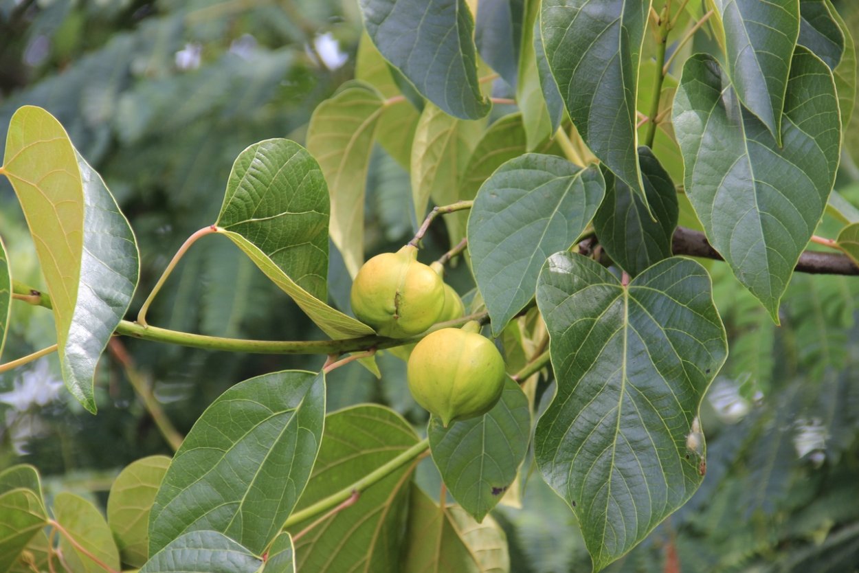 Тунг Форда дерево