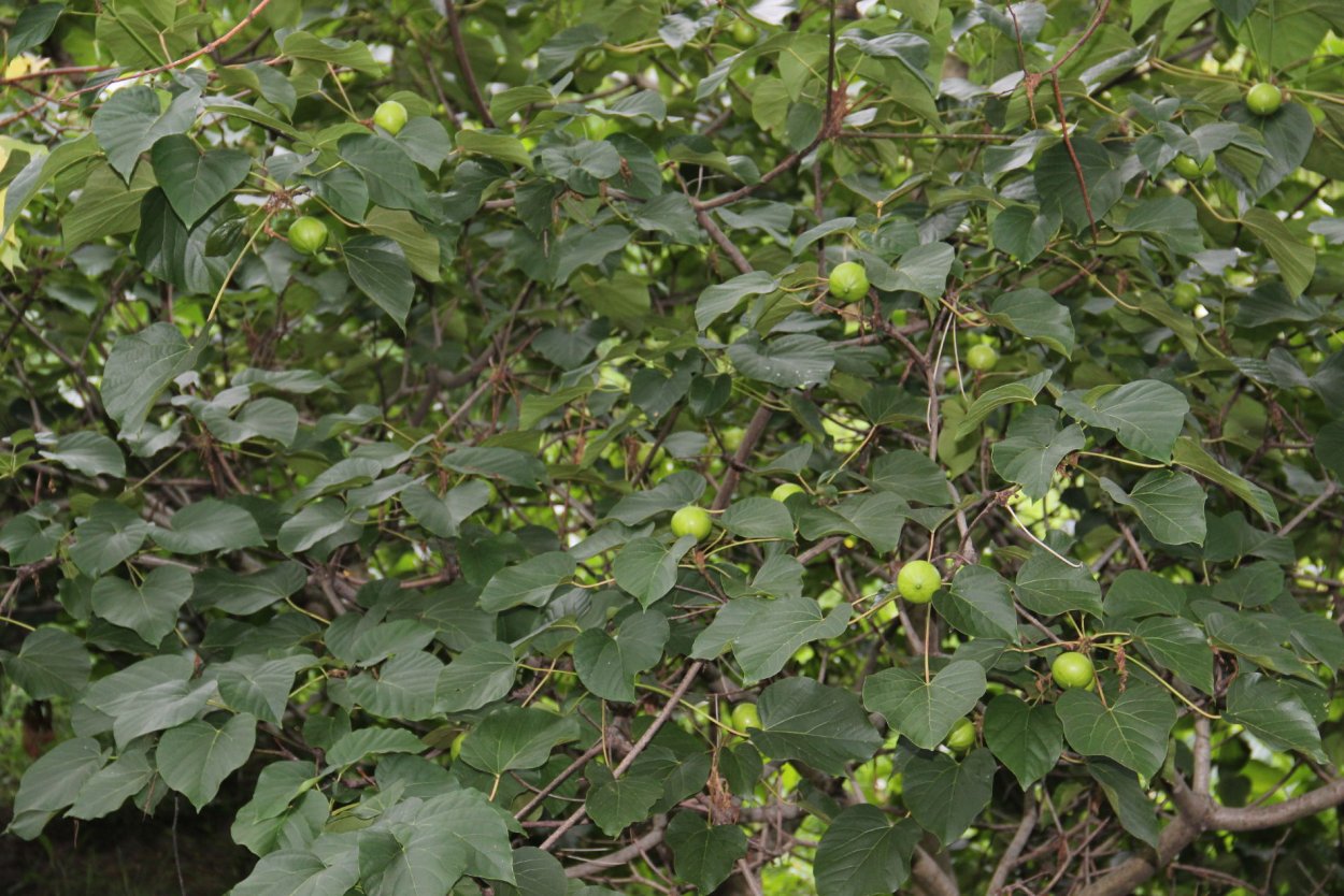 Тунговое дерево плоды