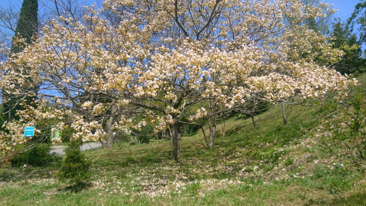 Дендрарий Сочи распустилось дерево