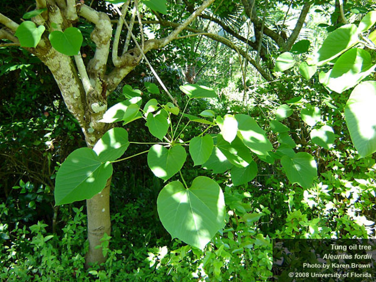 Aleurites fordii