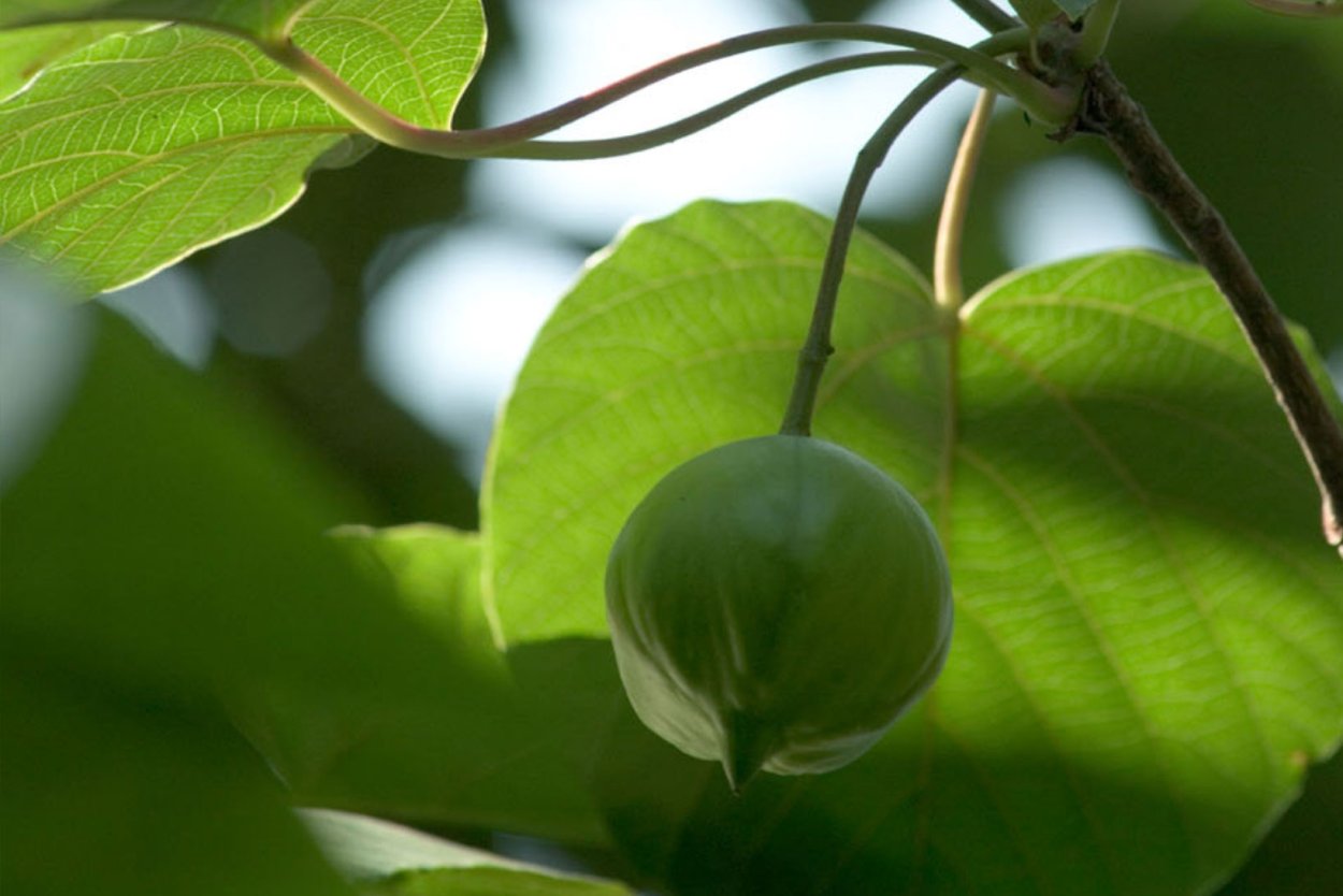 Кван Тунг растение